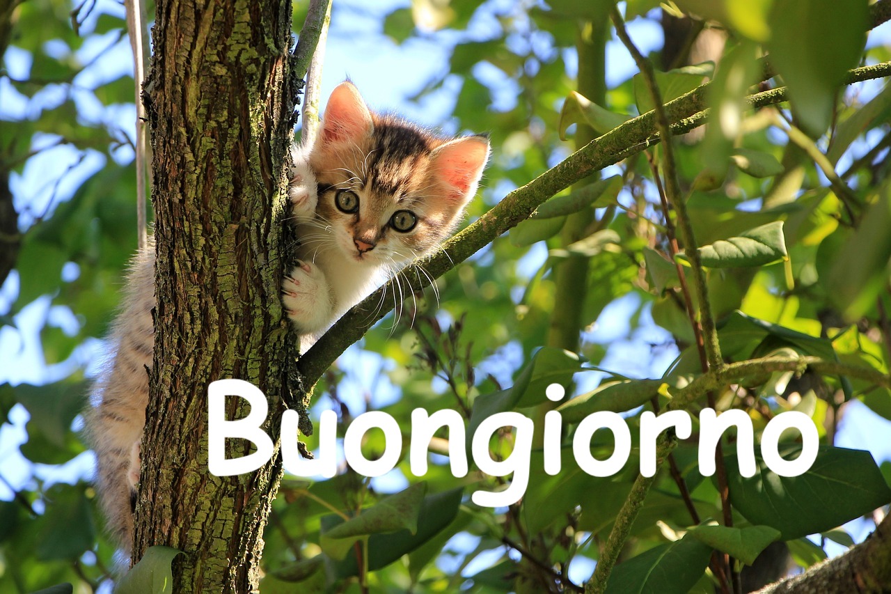 un gattino arrampicato su un albero con scritta buongiorno 